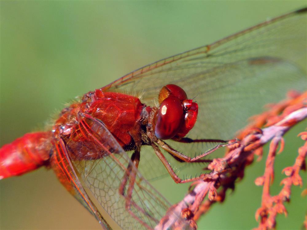 Cadrezzate (Varese) - Crocothemis erythraea